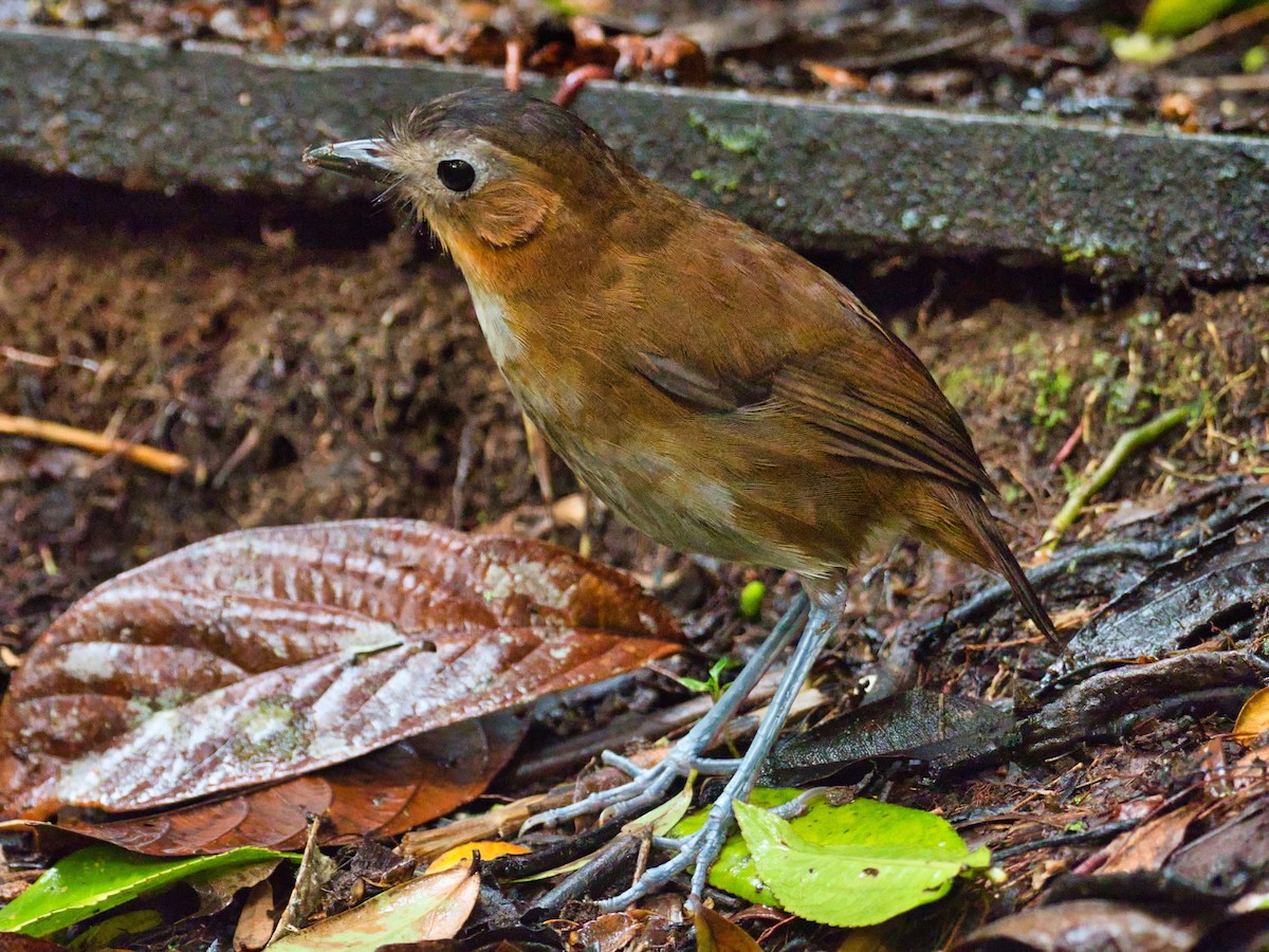 Rusty-tinged Antpitta - Eric Carpenter