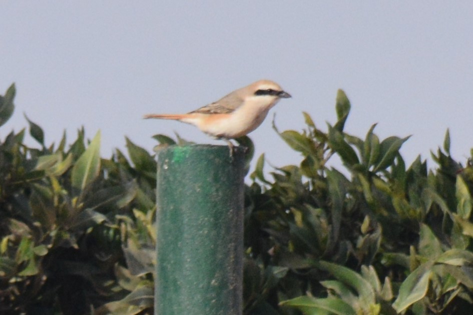 Red-tailed Shrike - ML174340411