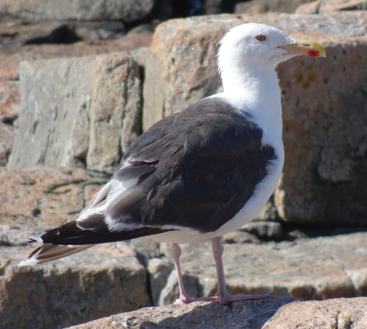 Great Black-backed Gull - Cathy Olson