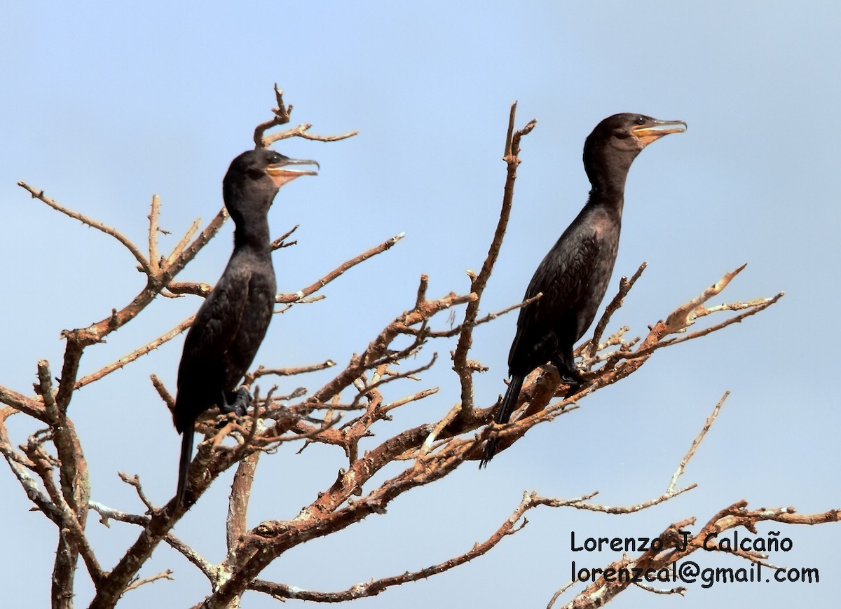 Neotropic Cormorant - ML174341971