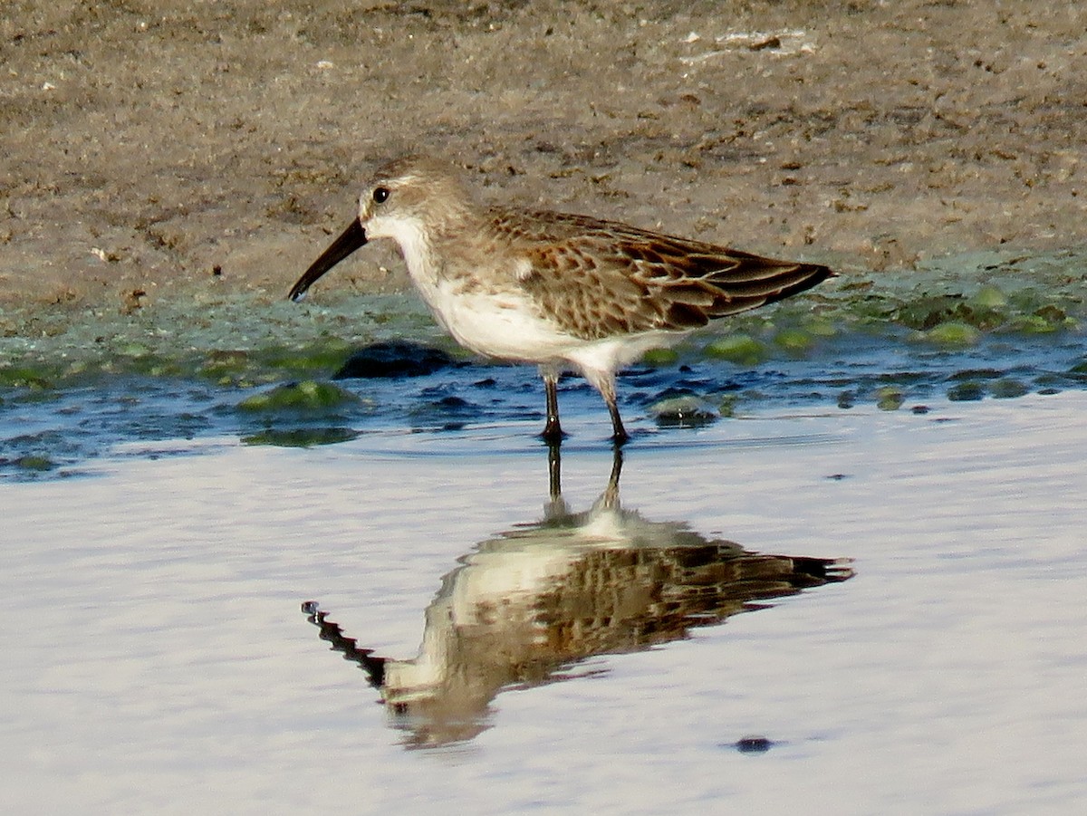 Western Sandpiper - Ed Dunn