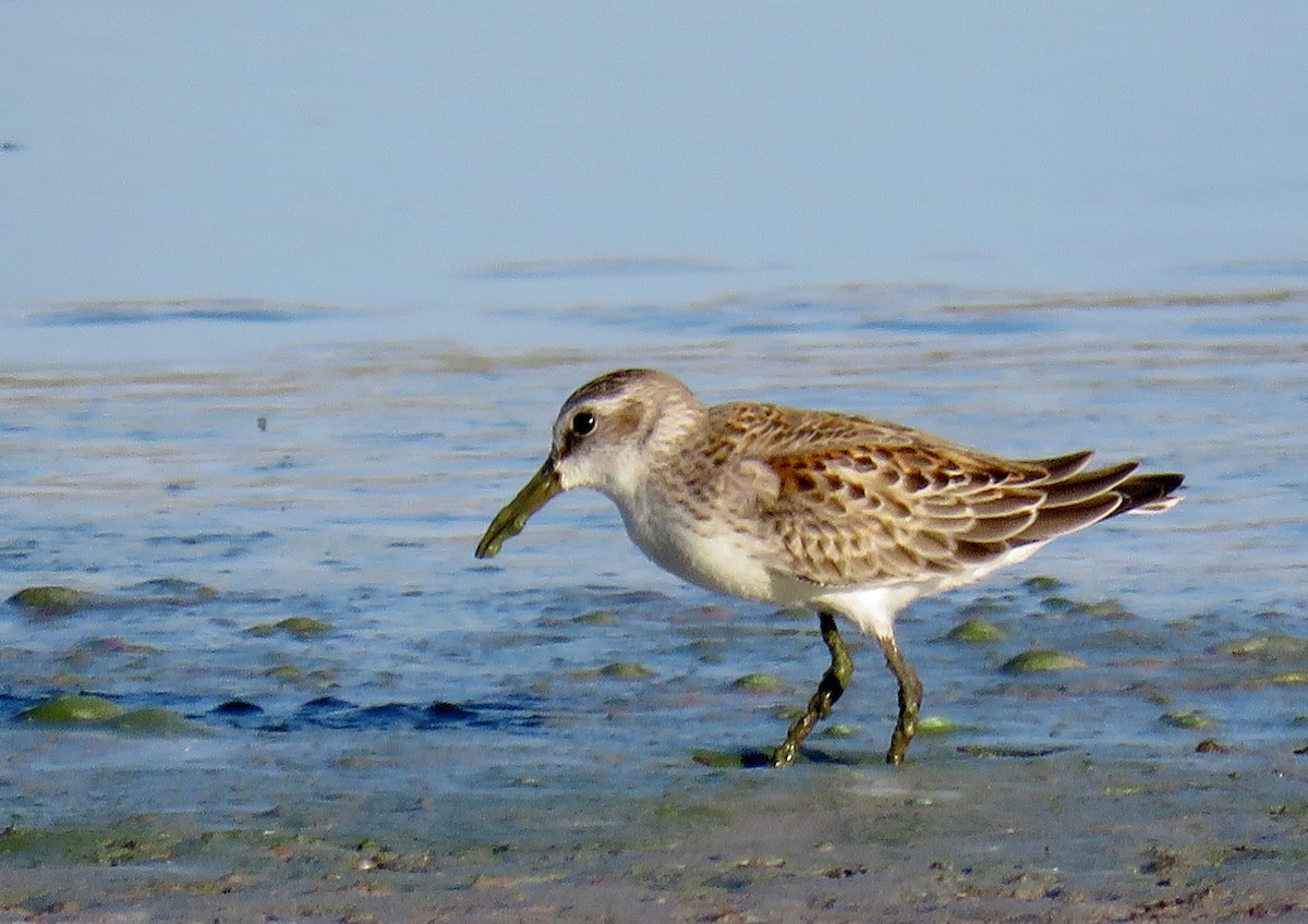 Western Sandpiper - Ed Dunn