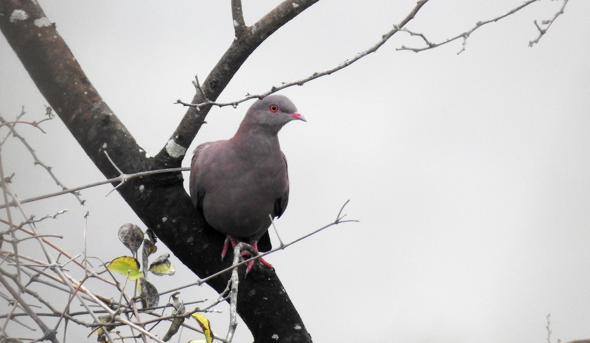 Peruvian Pigeon - ML174342711