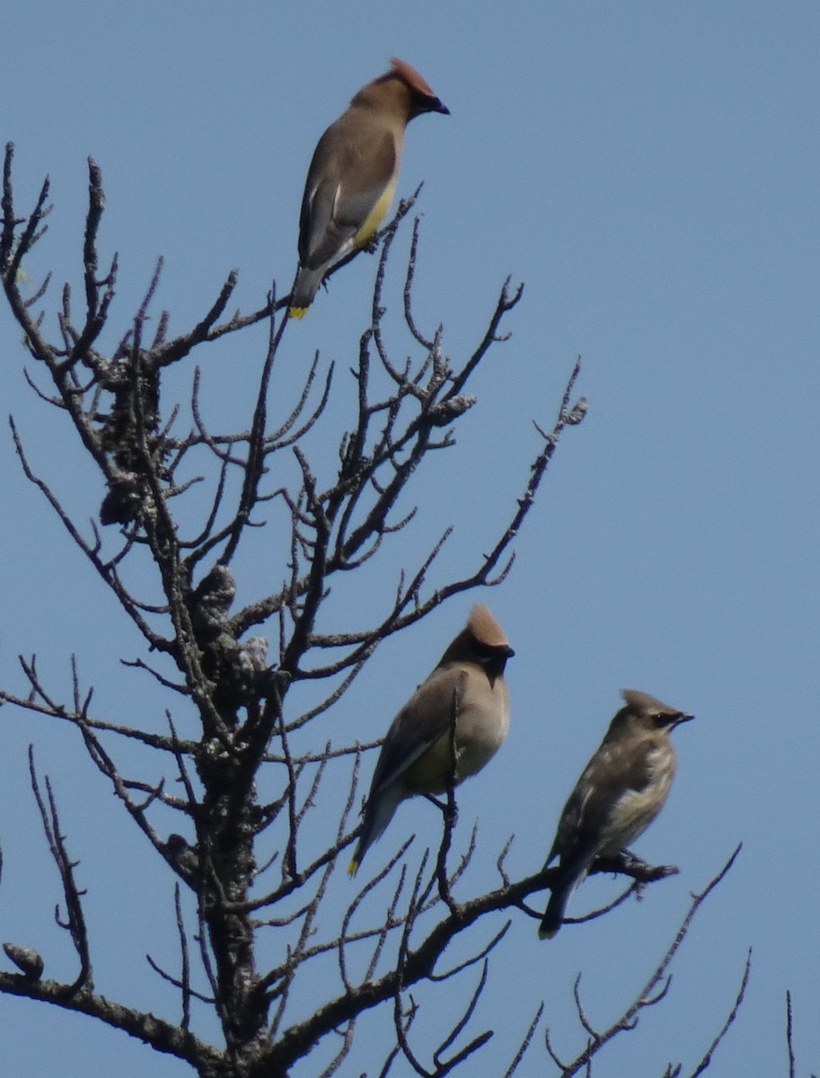 Cedar Waxwing - ML174343661