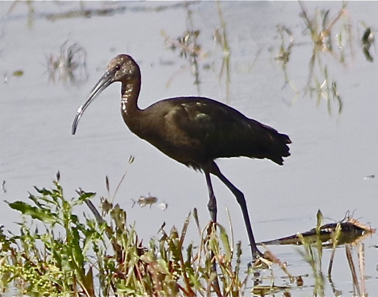 White-faced Ibis - ML174343841