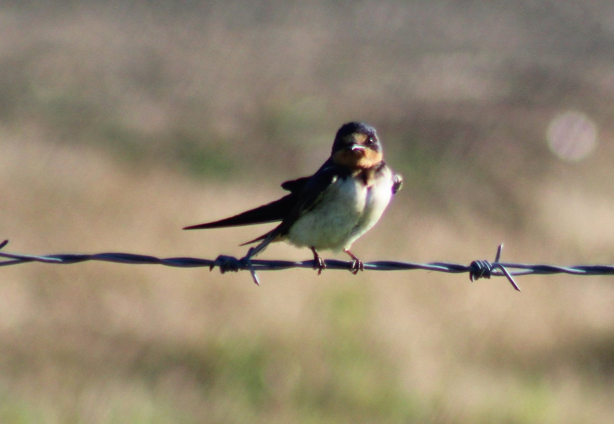 Barn Swallow - ML174345541