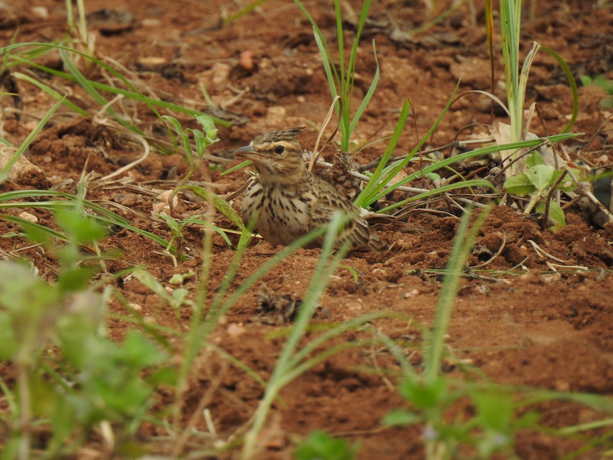 Malabar Lark - KARTHIKEYAN R