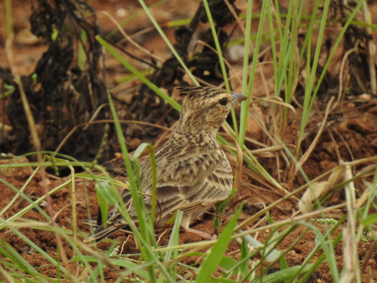 Malabar Lark - KARTHIKEYAN R