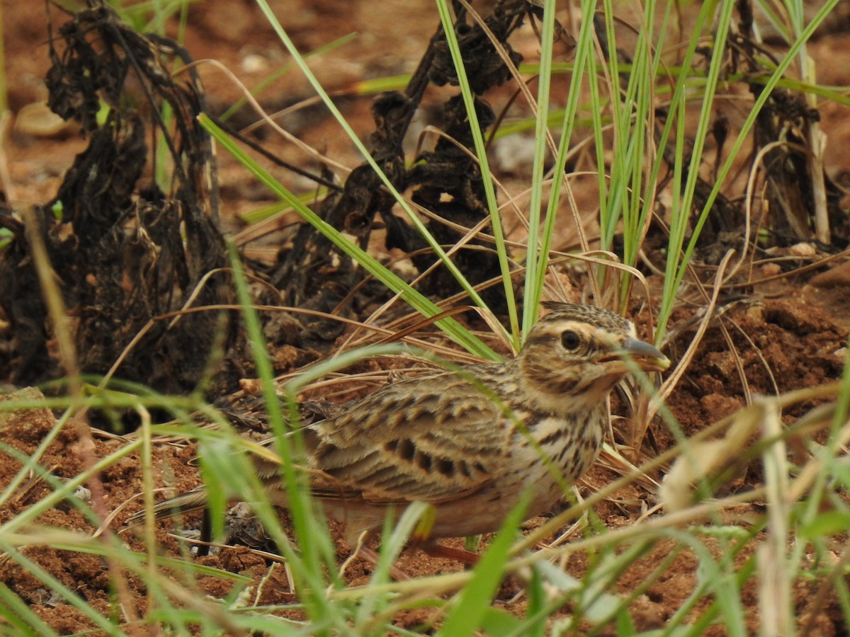 Malabar Lark - KARTHIKEYAN R