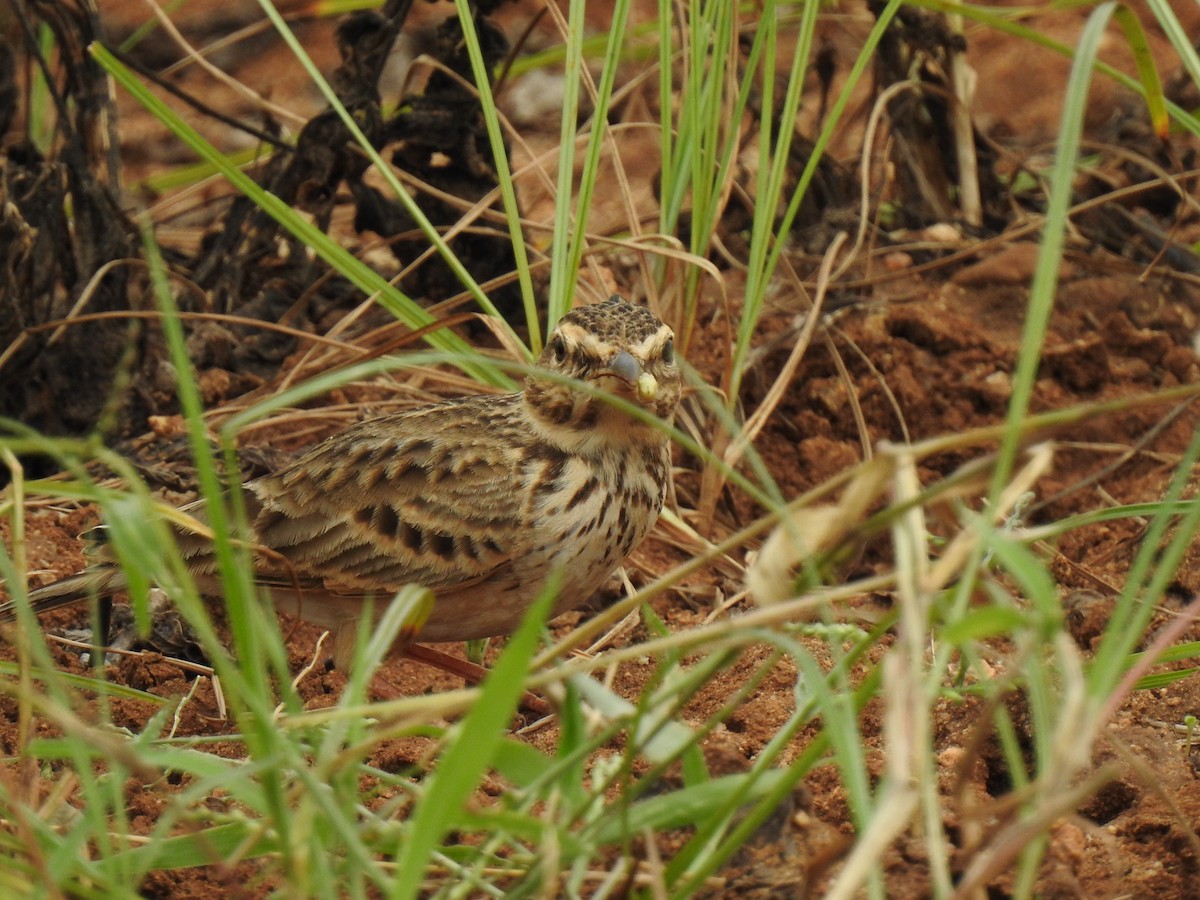 Malabar Lark - KARTHIKEYAN R