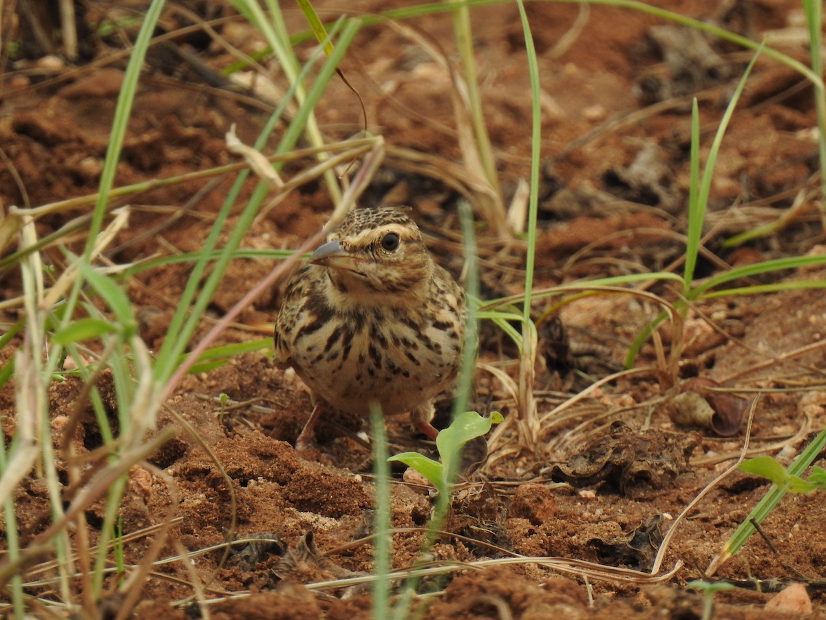 Malabar Lark - KARTHIKEYAN R