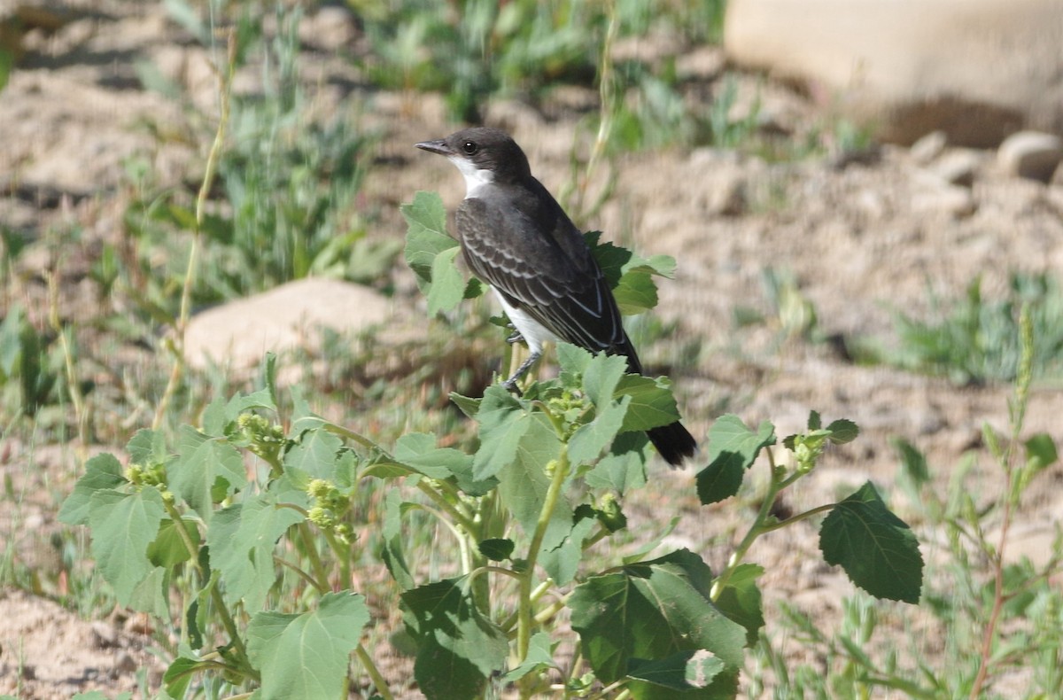 Eastern Kingbird - Brenda Wright