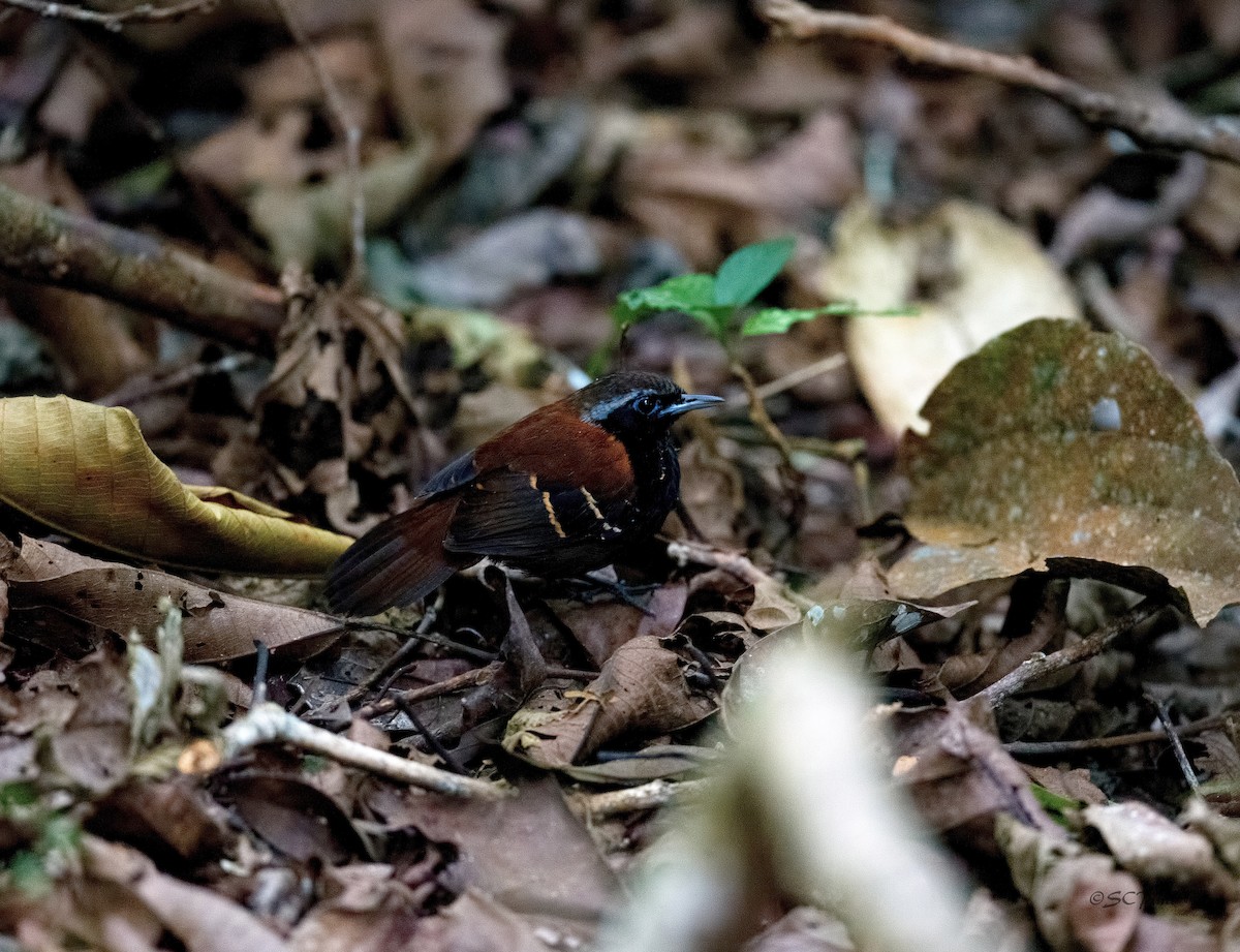 Cordillera Azul Antbird - Shailesh Pinto