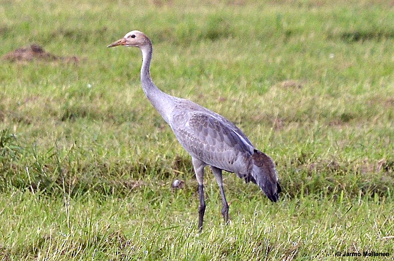 Grulla Común - ML174355251