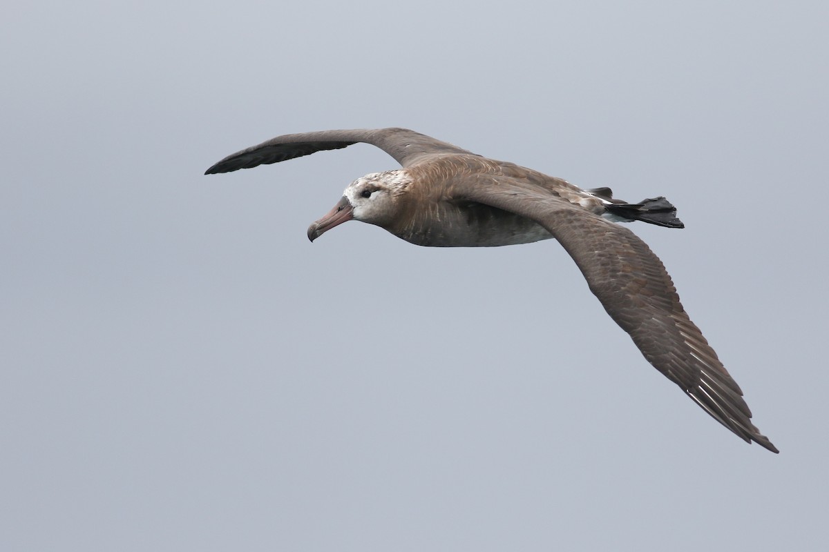 Black-footed Albatross - Jonathan Eckerson