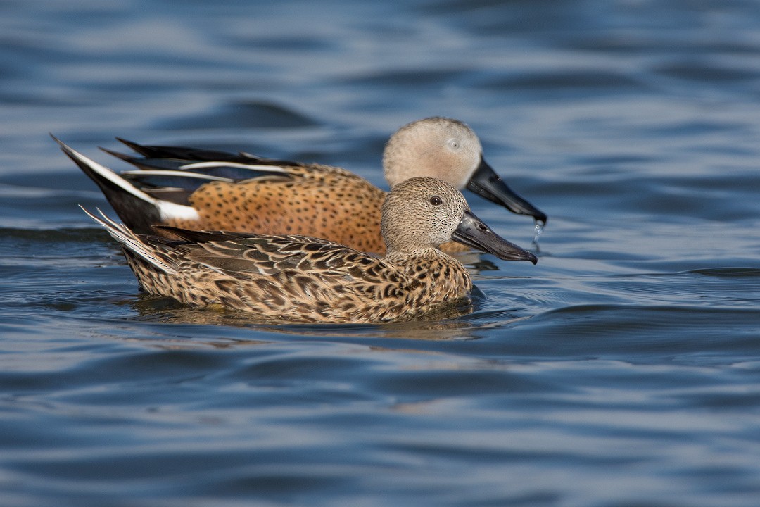 Red Shoveler - Javier Gross