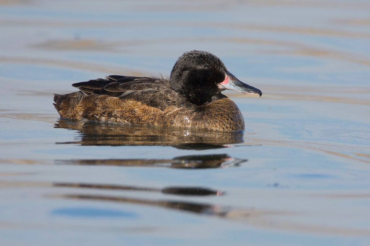 Black-headed Duck - ML174356921