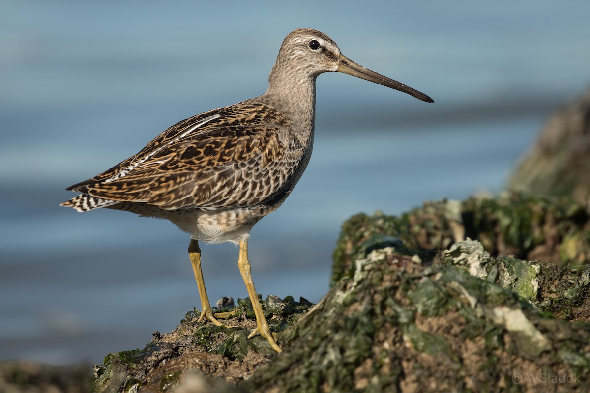 Short-billed Dowitcher - ML174357391