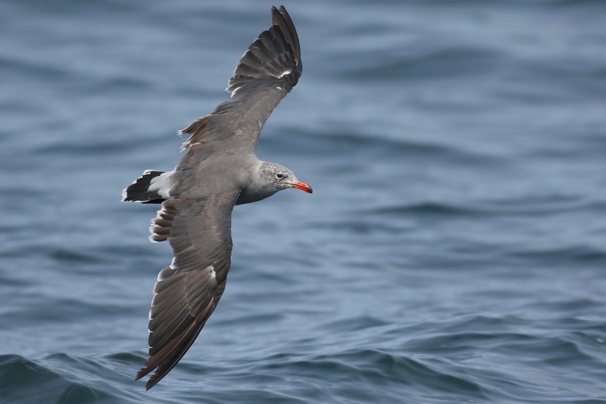 Heermann's Gull - ML174358201