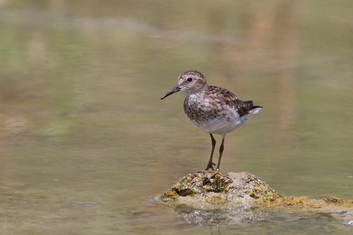 Wiesenstrandläufer - ML174358941