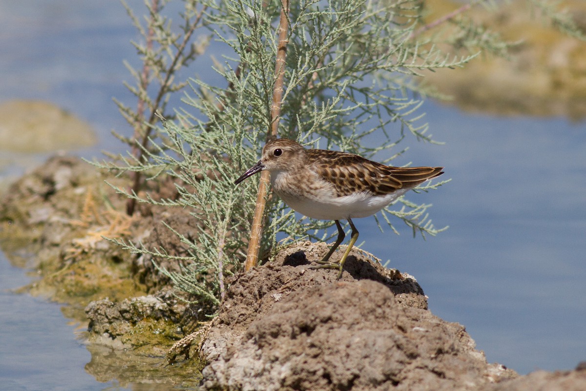 Wiesenstrandläufer - ML174358951