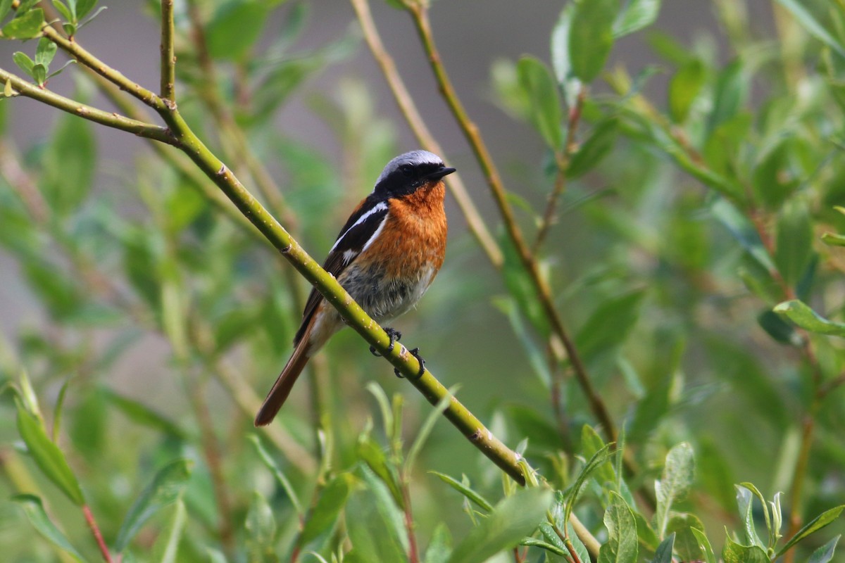 Rufous-backed Redstart - ML174361351