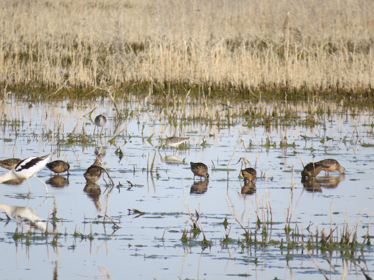 Stilt Sandpiper - ML174361921