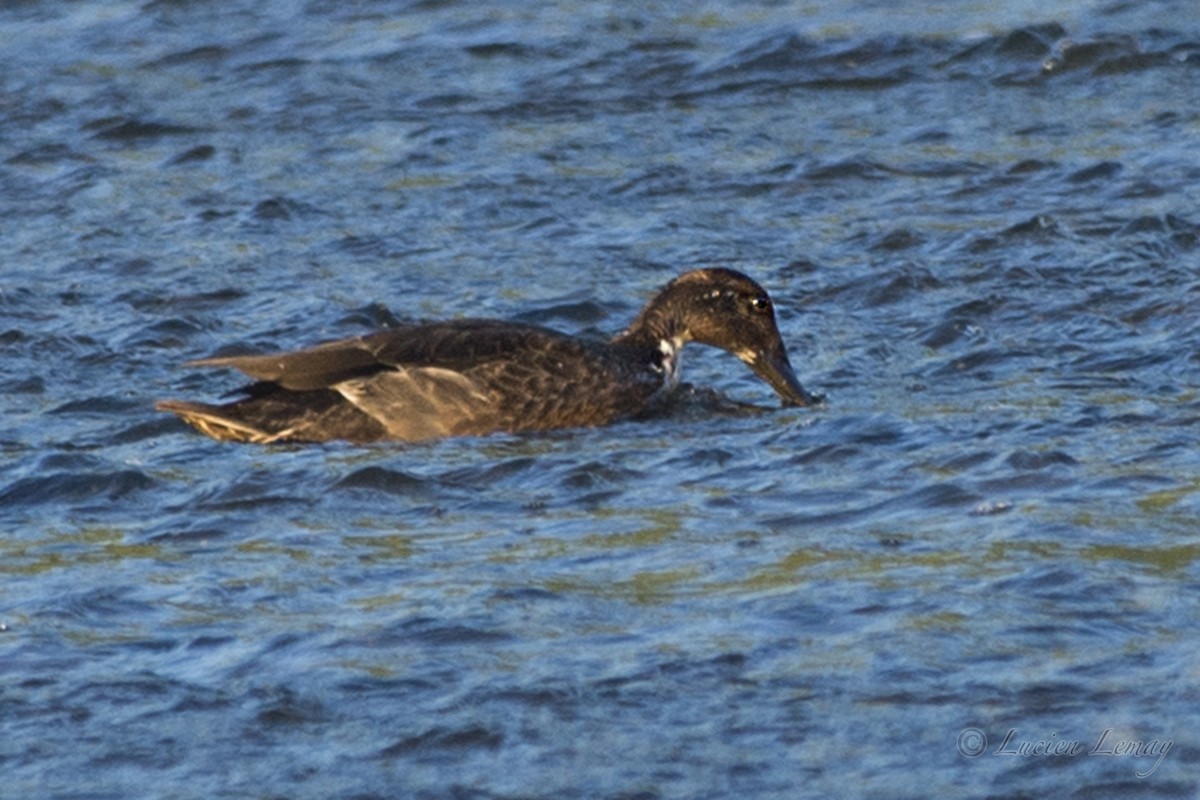 dabbling duck sp. - ML174362061