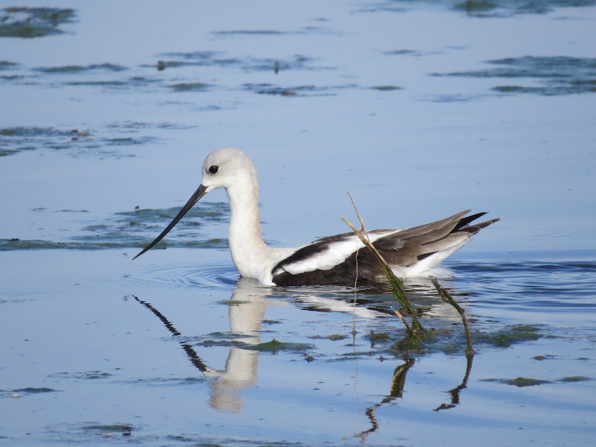 Avocette d'Amérique - ML174362471