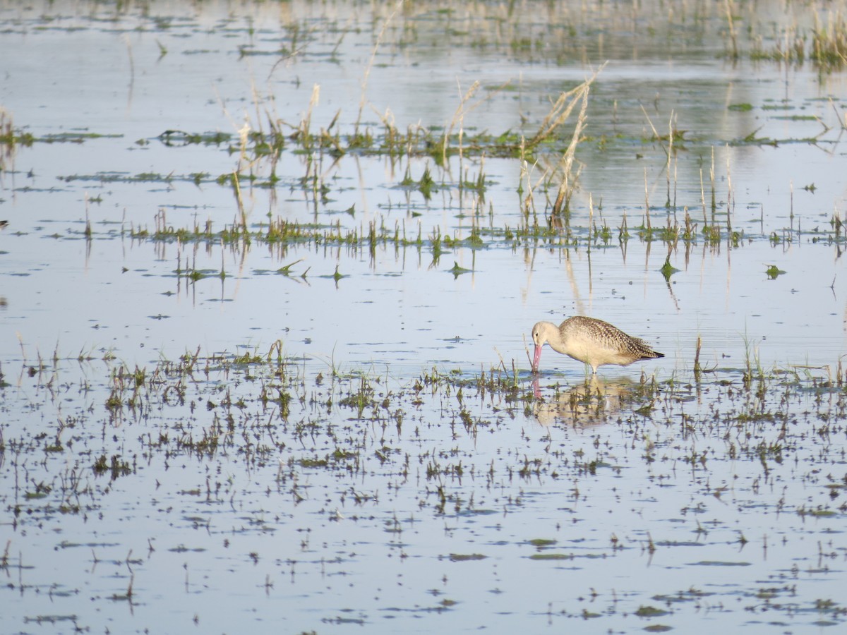 Marbled Godwit - ML174362551