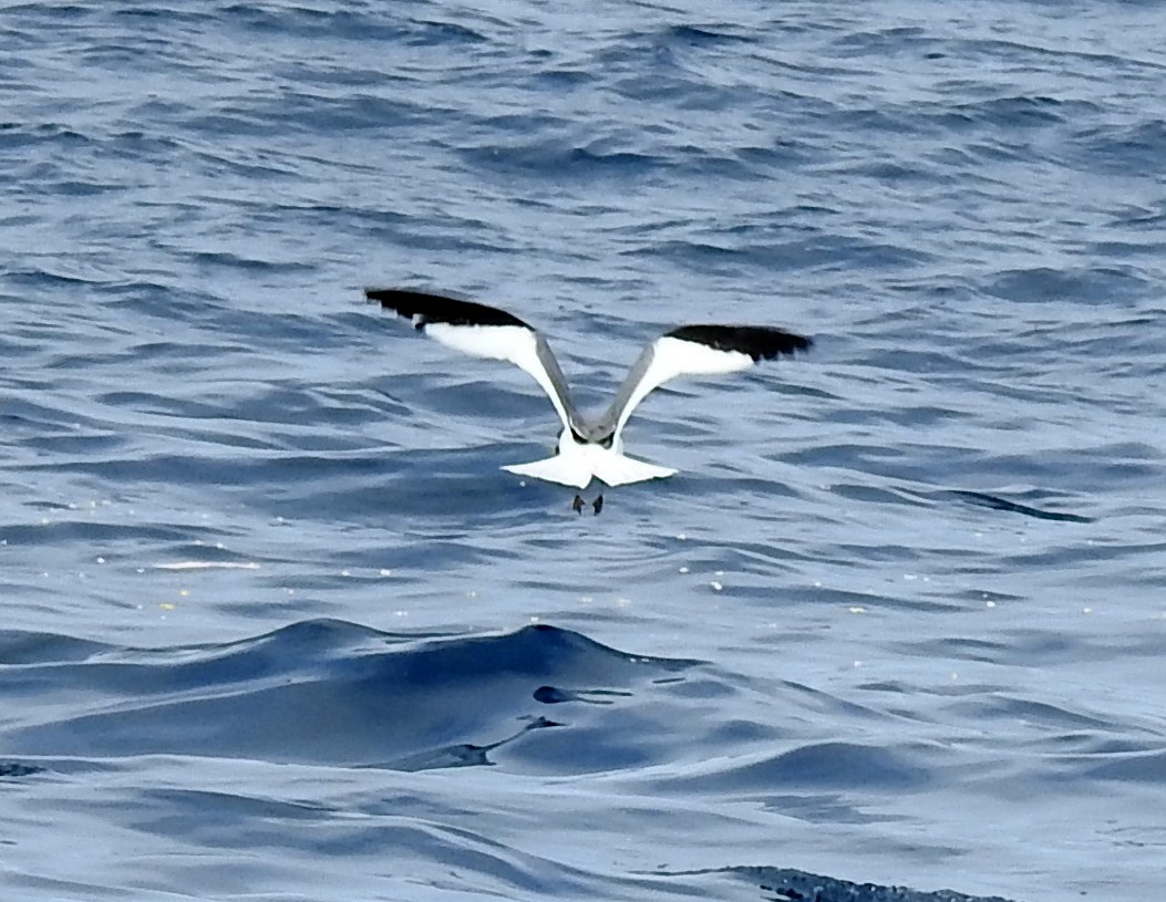 Sabine's Gull - ML174364471