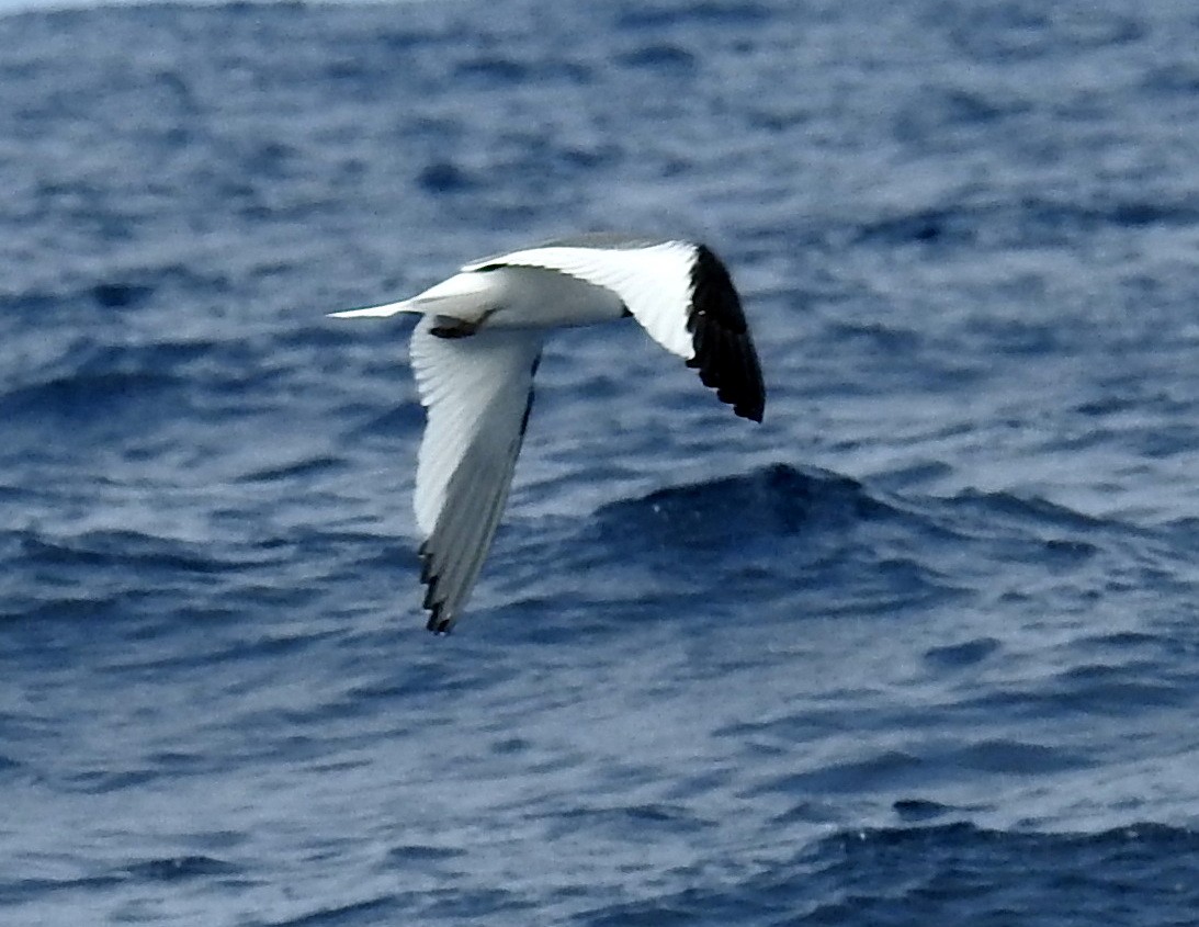 Sabine's Gull - ML174364481