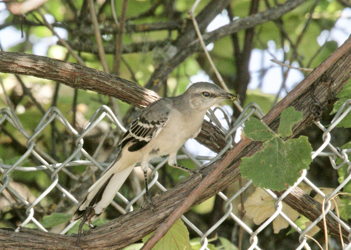 Northern Mockingbird - ML174364741