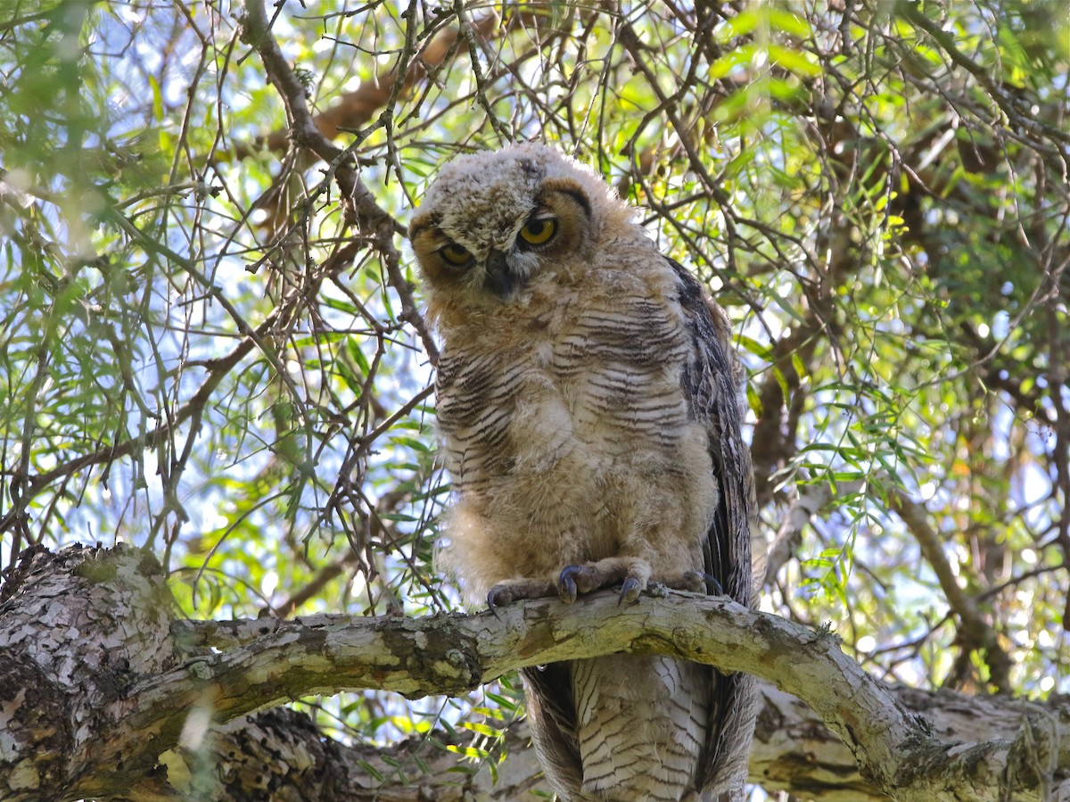 Great Horned Owl - ML174365121