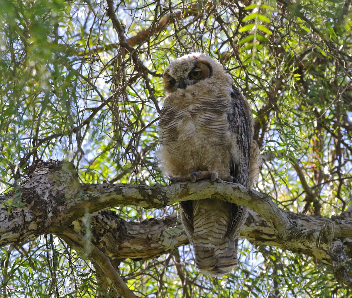 Great Horned Owl - ML174365151