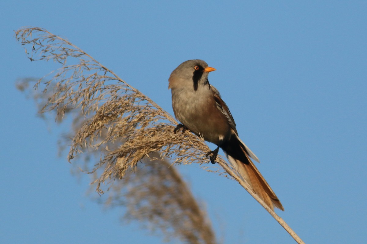 Bearded Reedling - ML174365681