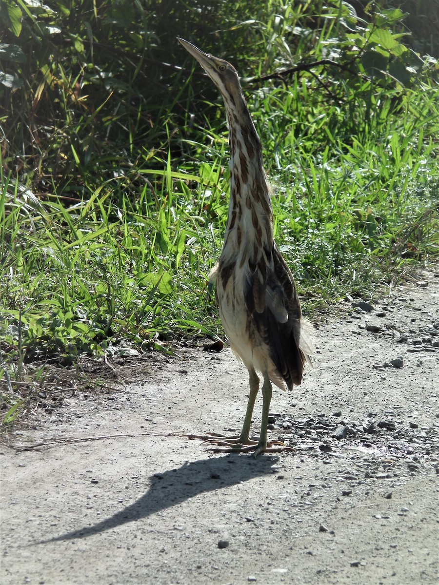 American Bittern - ML174366871