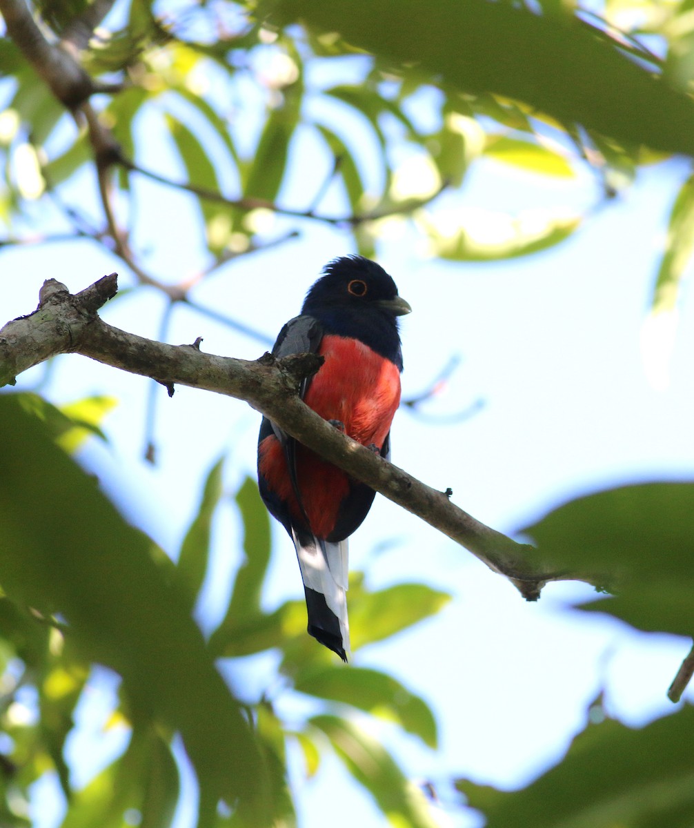 trogon surucua (ssp. surrucura) - ML174366901