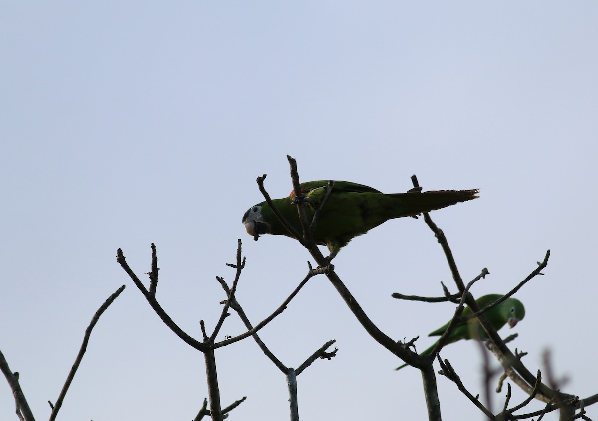 Red-shouldered Macaw - ML174366911