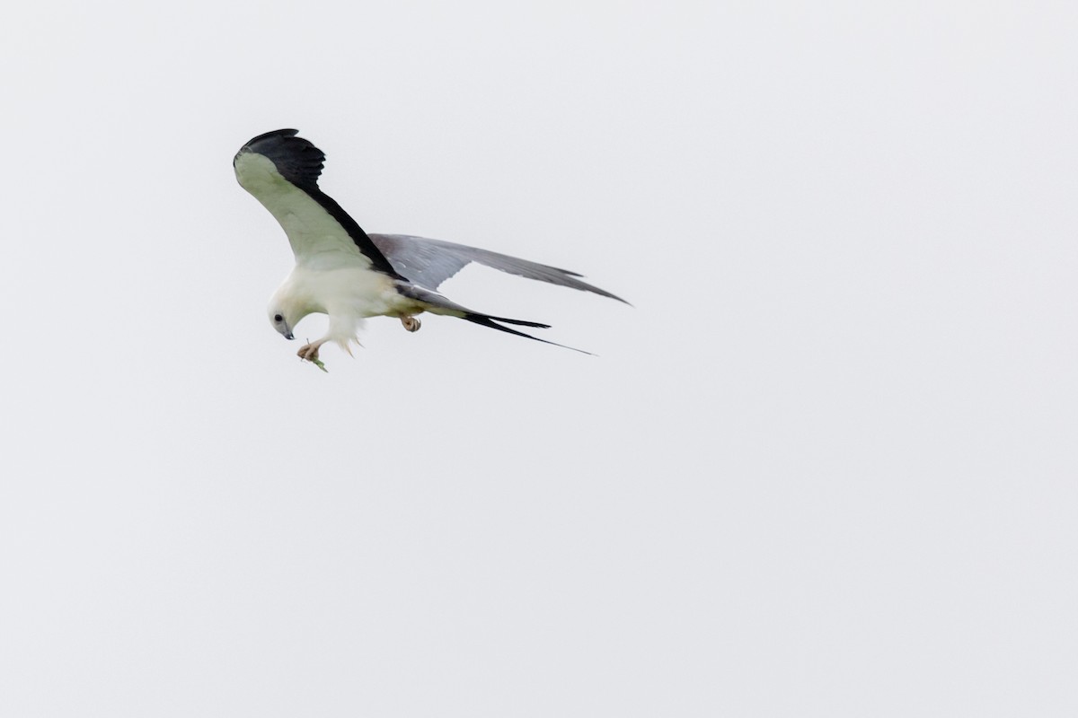 Swallow-tailed Kite - Brad Imhoff