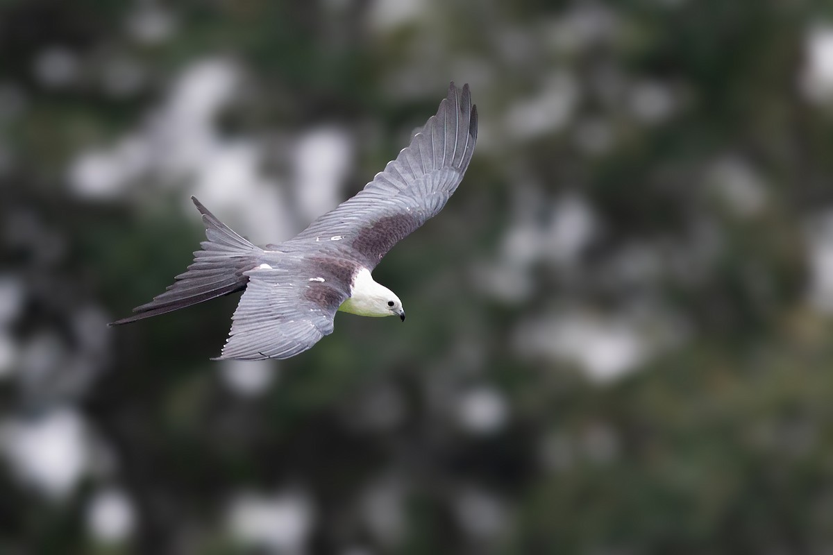 Swallow-tailed Kite - ML174367211