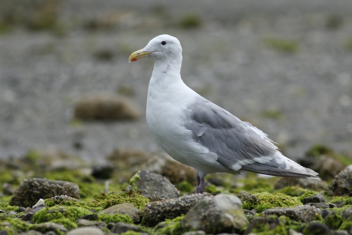 Glaucous-winged Gull - ML174367571