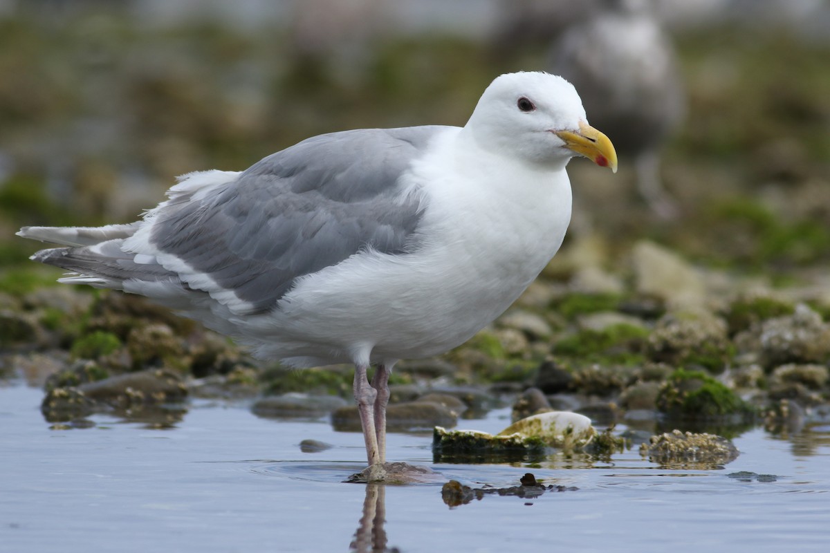 Glaucous-winged Gull - ML174367601