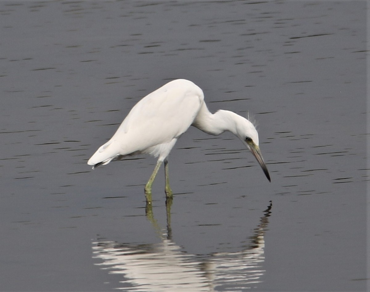 Little Blue Heron - ML174370991