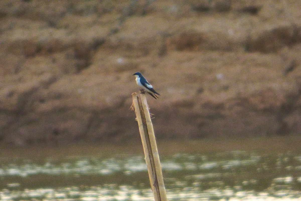 White-winged Swallow - oscar vilches mendoza