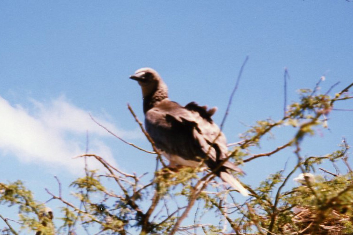 Fou à pieds rouges - ML174372631