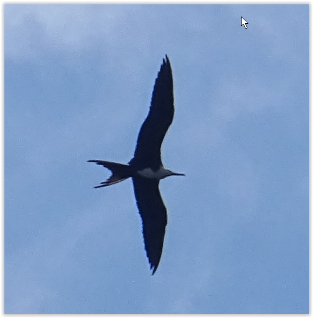 Magnificent Frigatebird - ML174372941