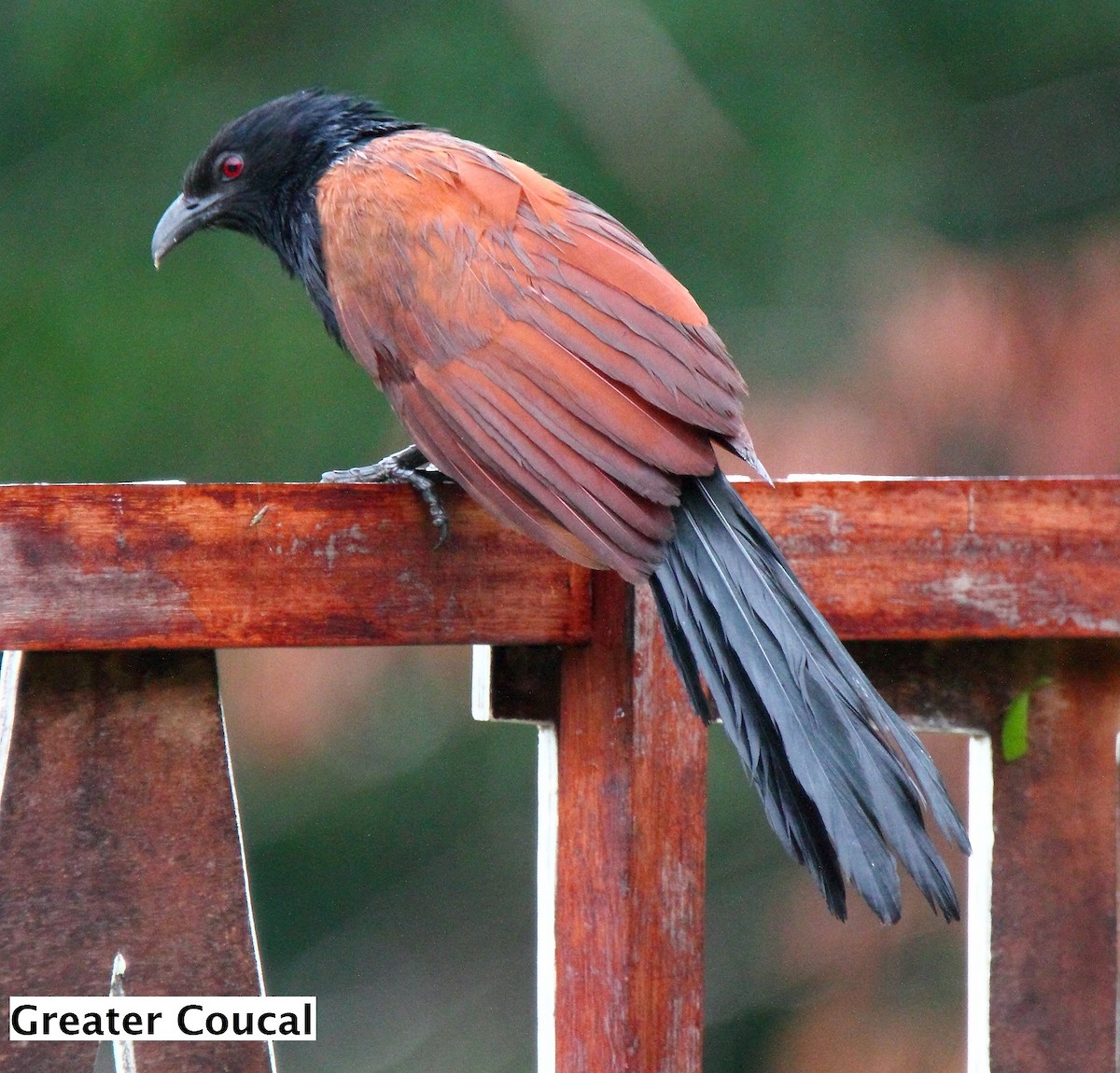 Greater Coucal - ML174373051