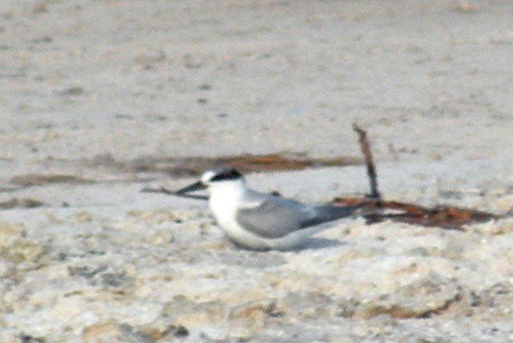 Least Tern - ML174374961