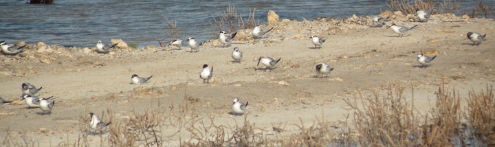 Least Tern - ML174374971